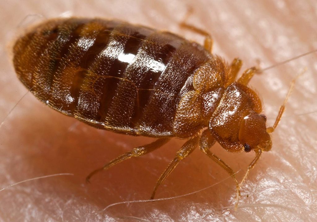 bed bug control