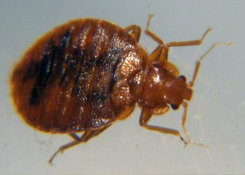 services-bed-bug-resized