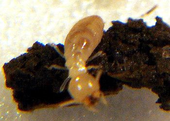 services-termites