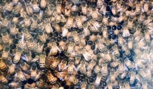 A whole bunch of bees
