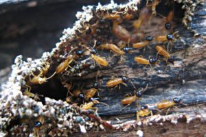 A colony of termites in a wood log