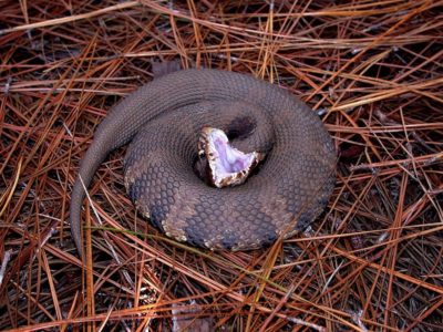 Cottonmouths are one type of Lake Norman snake.