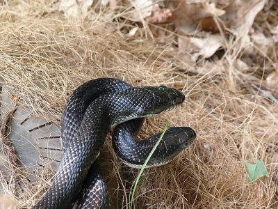 Residential snake exterminator services - humane wildlife control in Charlotte, NC.