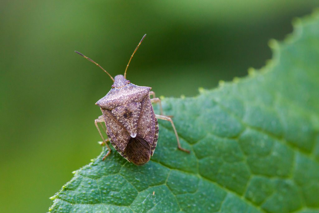 How We Got Rid of Stink Bugs  Easy DIY Brown Marmorated Stink Bug Trap 