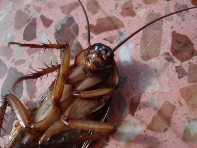 dead cockroach in Charlotte home