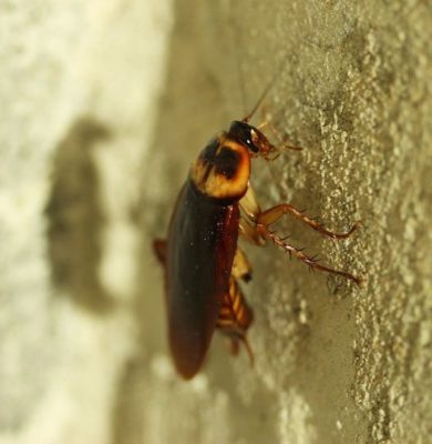 Cockroaches causes disease in Charlotte homes.