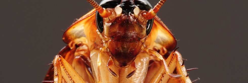 cockroach close up of face