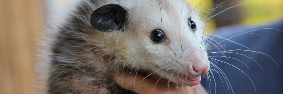 opossum control
