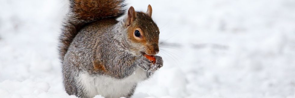 squirrel in the snow eating a nut
