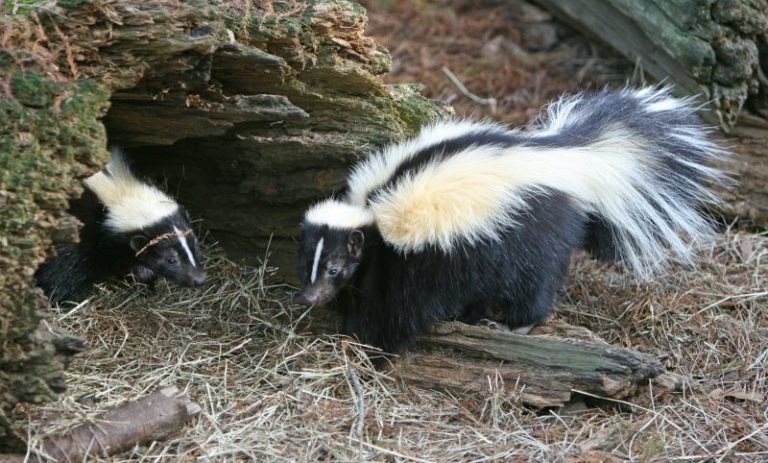 How to Keep Skunks out of Your Yard | Carolina Pest