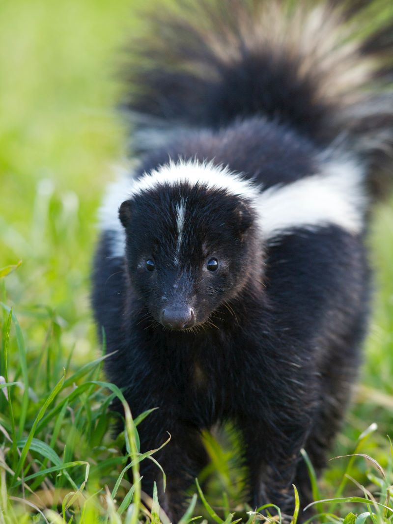 skunk nc wildlife control