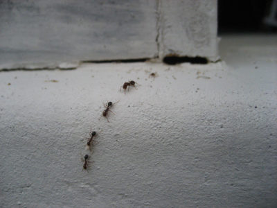 ants walking in line in a home