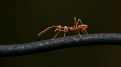 Crazy ant - Charlotte ant control companies