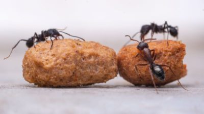 Dark rover ants with food - Charlotte ant and pest control