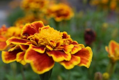 Control mosquitoes by planting marigolds.