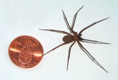 Brown Recluse Spider next to a penny