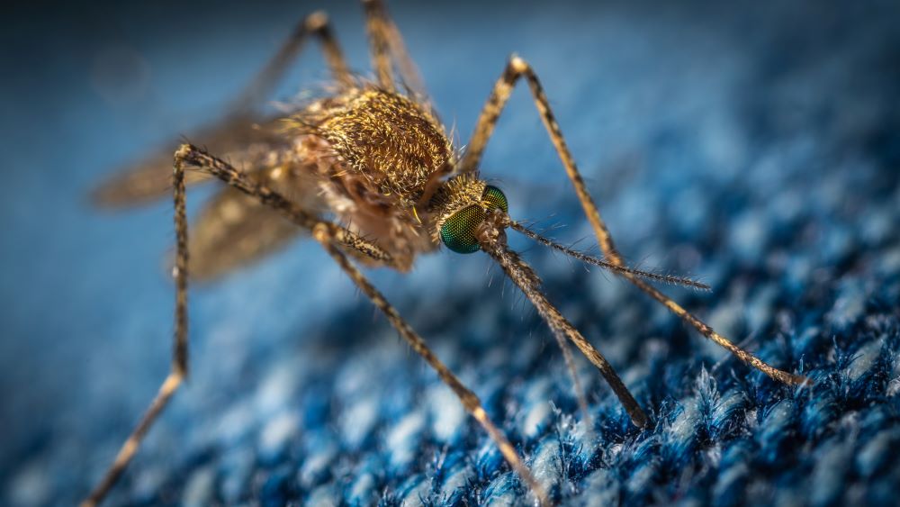 Charlotte mosquito control can help protect you from diseases.