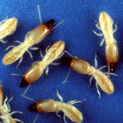 North Carolina Termite Control Tips