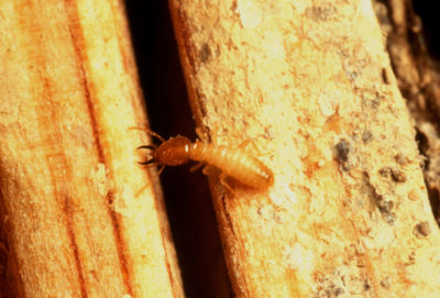 Termite Prevention Tips | Subterranean Termite on Wood Pile