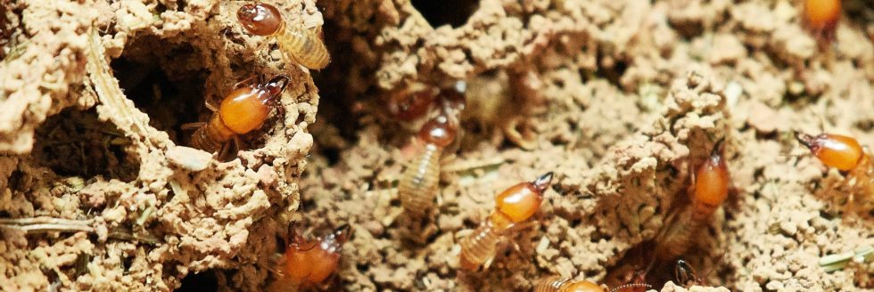 Termites burrowing in underground tunnels