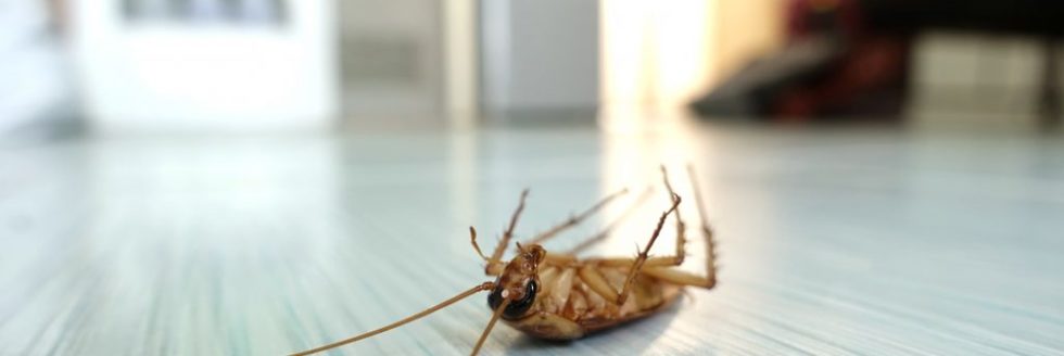 dead roach from pest control
