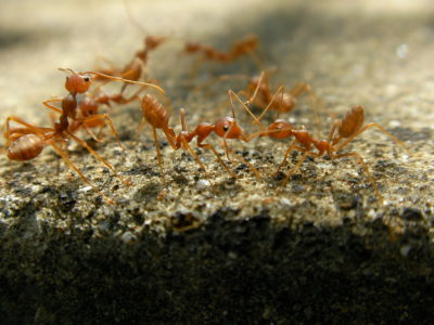 fire ants close up