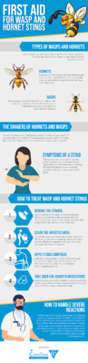First aid steps for wasp and hornet stings infographic