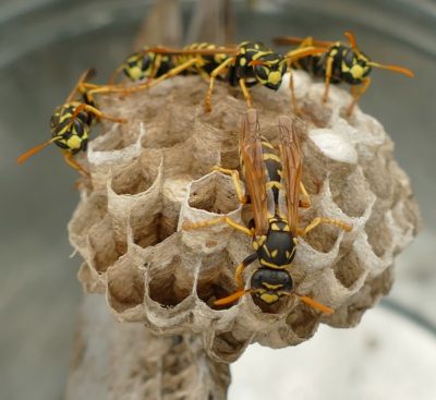 Wasp Nest. NC wasp and hornet pest control will remove nests.