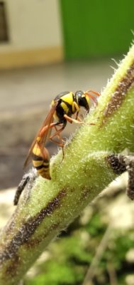 NC has multiple types of wasps and hornets.