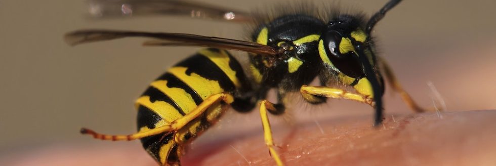 Protect yourself from NC wasps and hornets.