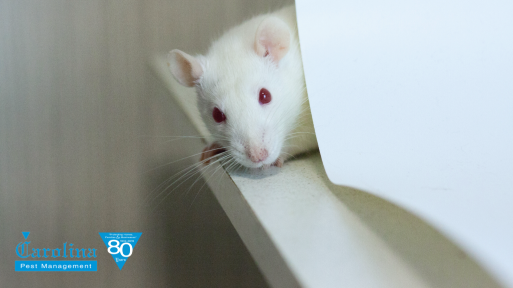 How to Protect Your Electrical Wiring from Rodents This Winter