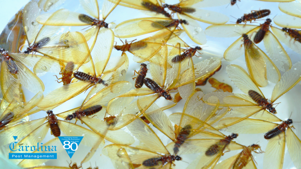 How To Tell Winged Termites From Flying Ants Carolina Pest Control