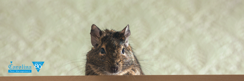 How to Keep Rodents and Pests Outside