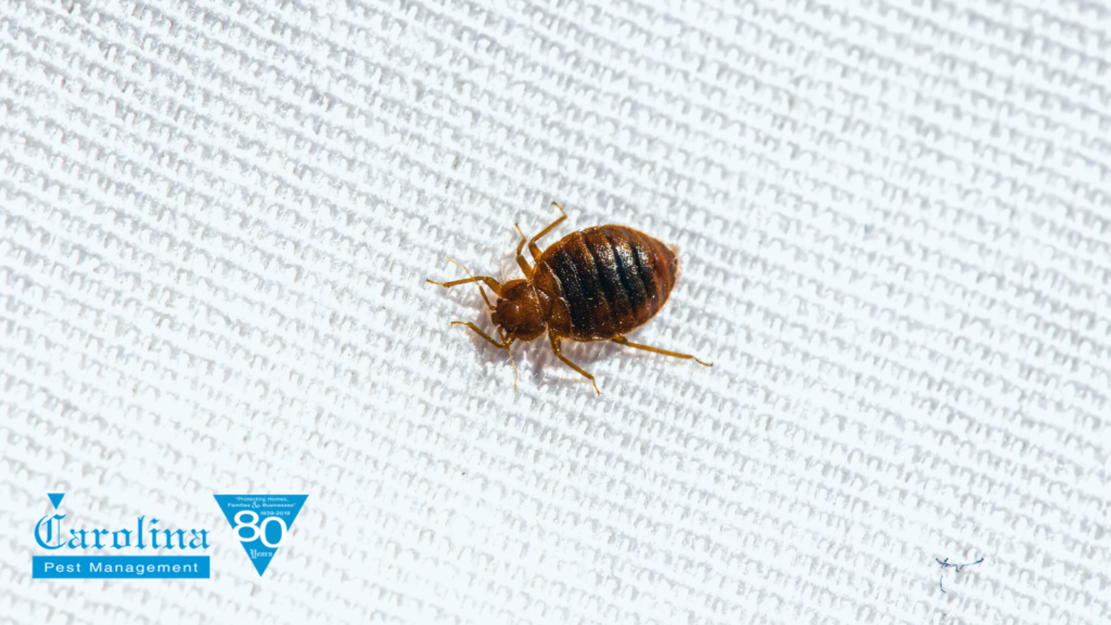 Bed Bugs Control in Charlotte, NC