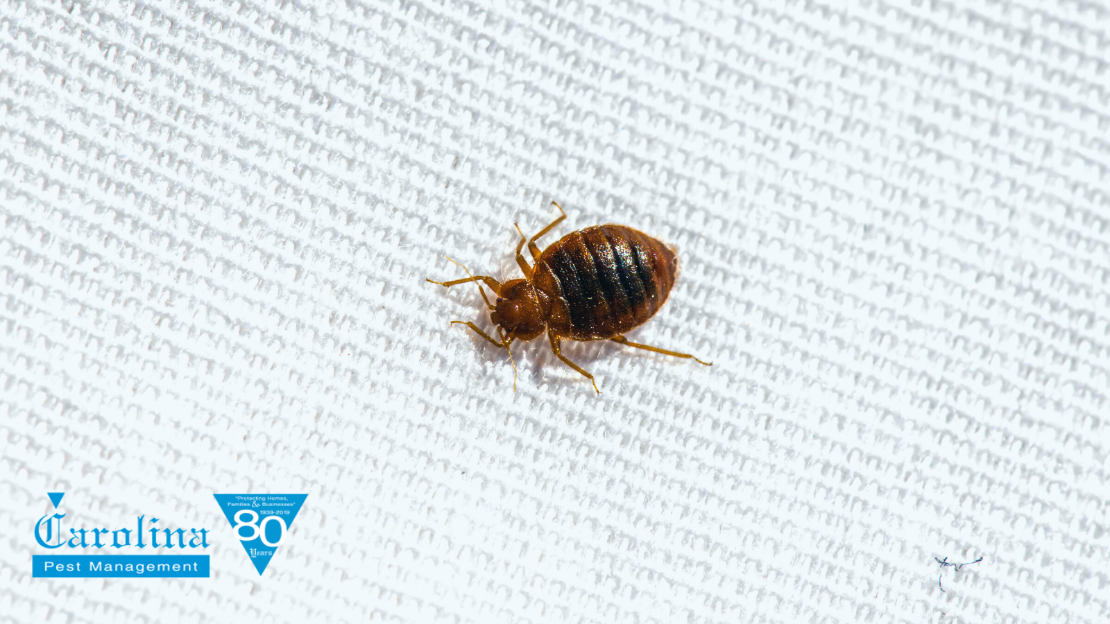 bed bug pest control near me