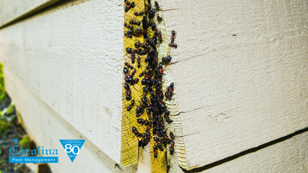 Ant colony infestation on corner of home