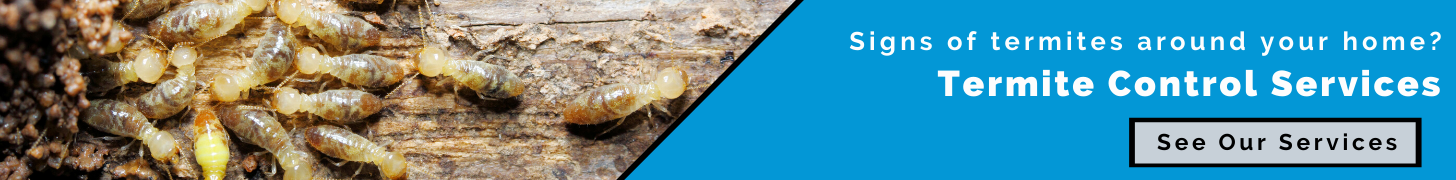Termite control services offer