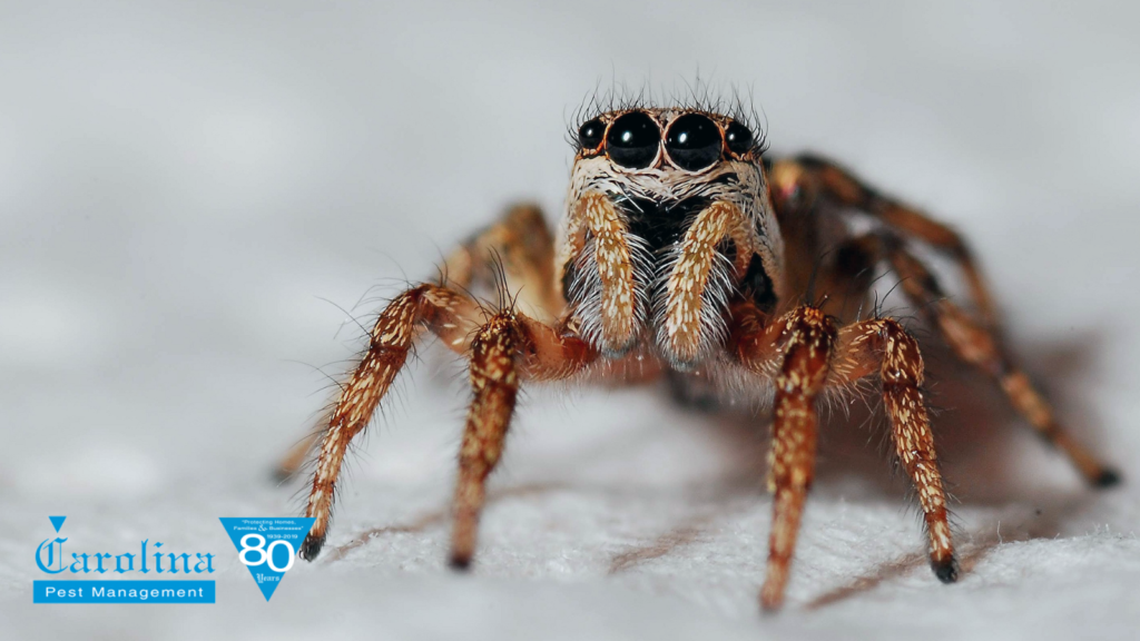 Close up of a spider, showing the spiders face