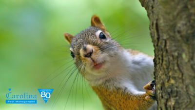 Can I Trap Grey Squirrels in North Carolina?