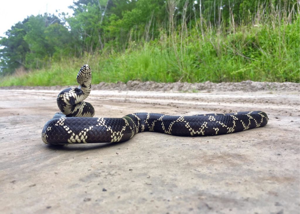 Eastern King Snake eastern king snake