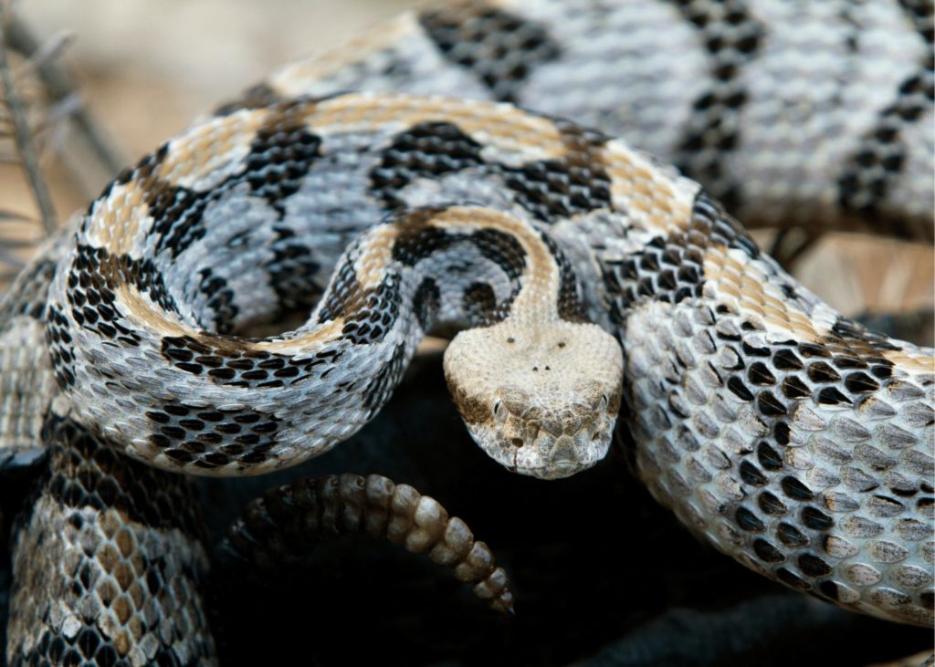 A poisonous timber snake 