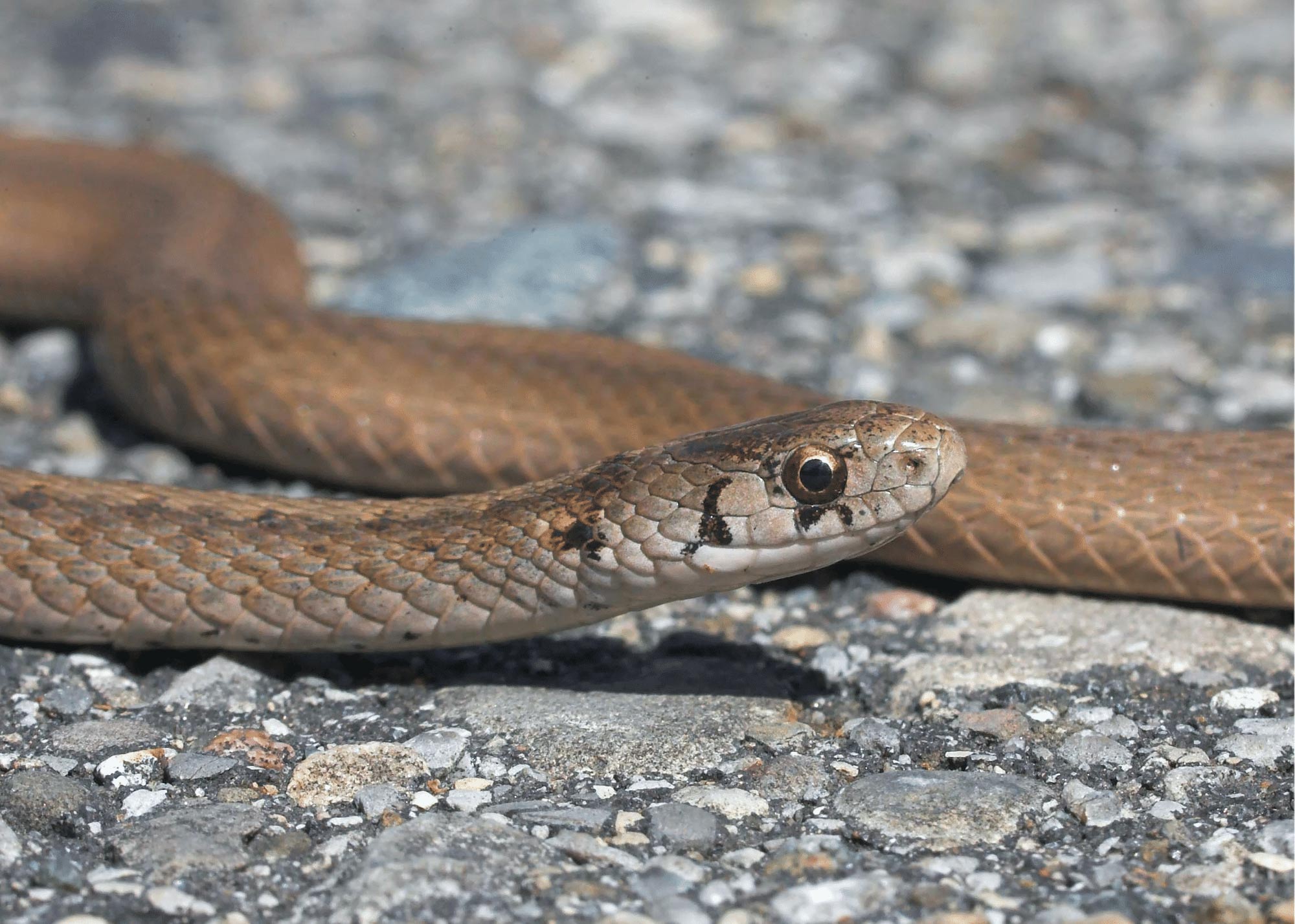 What To Do When You Find A Snake In Charlotte Carolina Pest