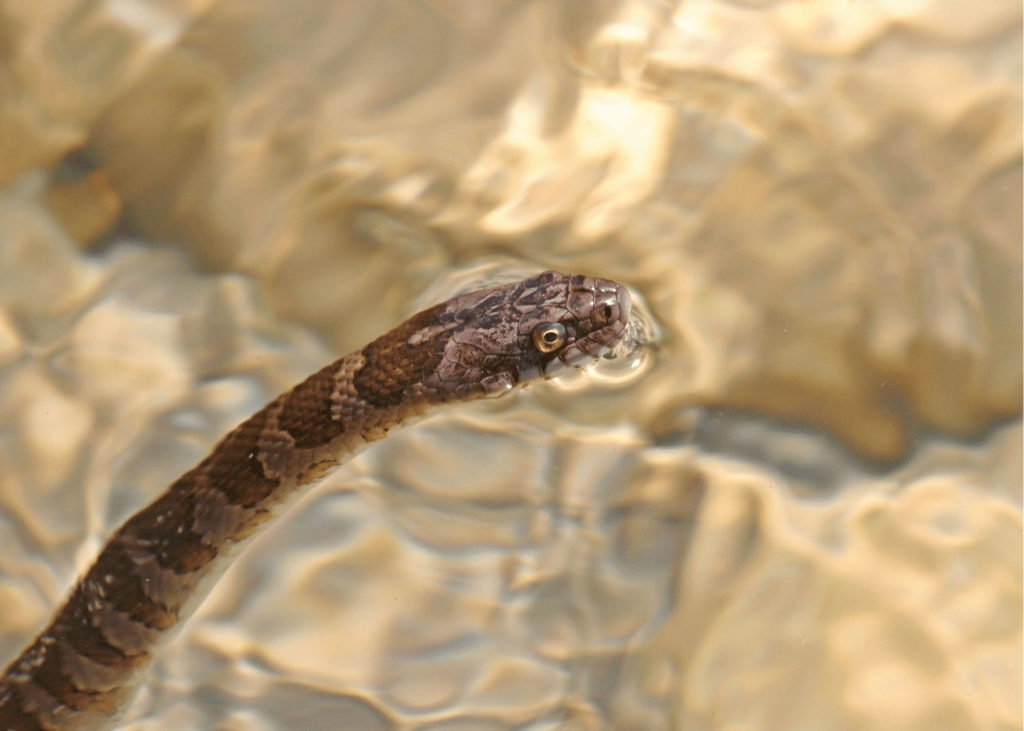 Non-Venomous water snake
