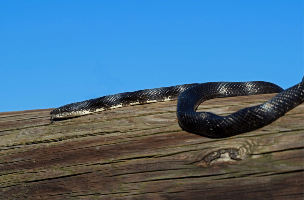 Non-Venomous eastern rat snake
