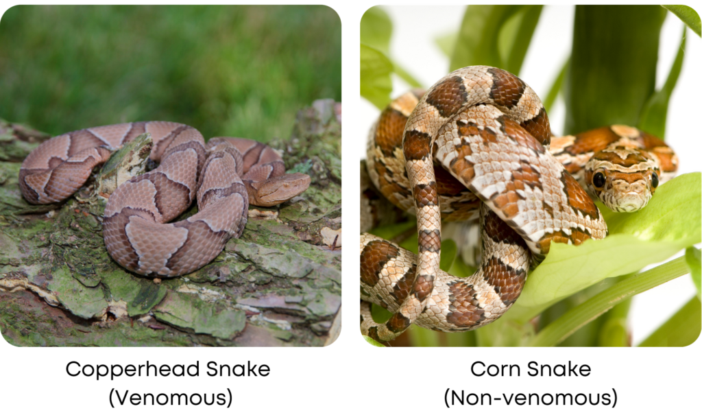 visual comparison of a copperhead snake and corn snake