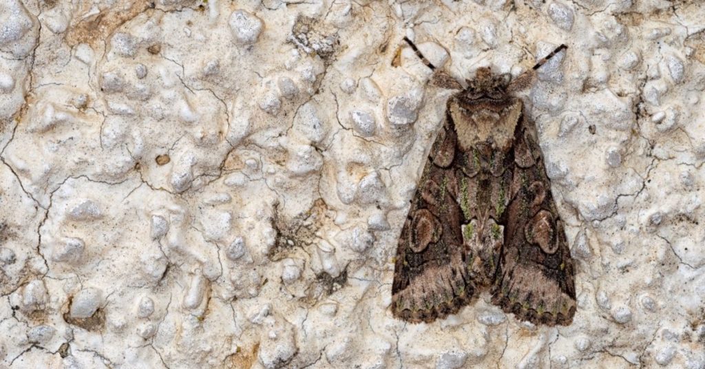 Moth on a wall