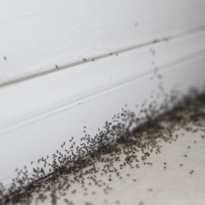 Ants swarming before pest control