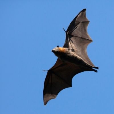 Bat flying in air