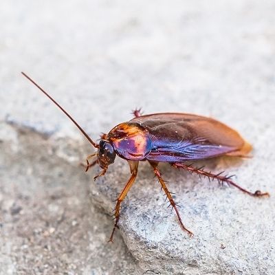 cockroach control