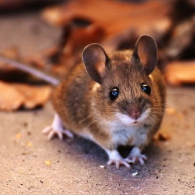 Mouse with big ears